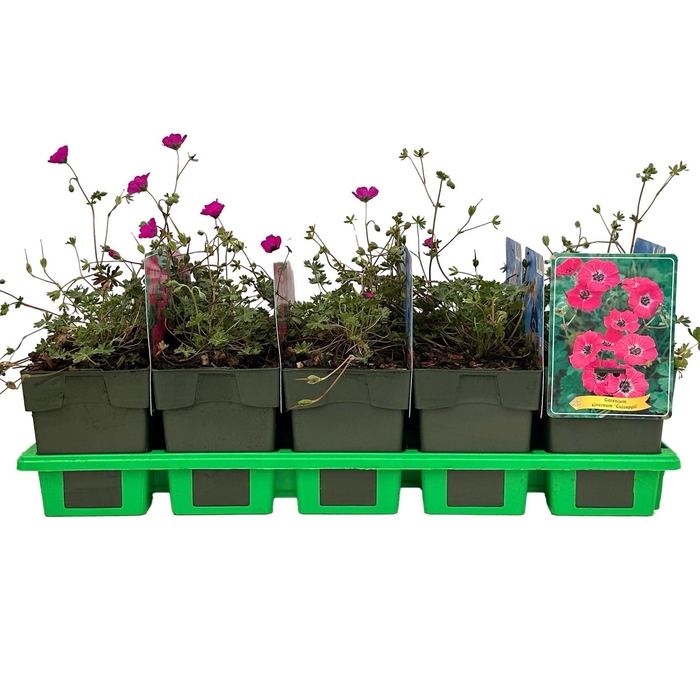 Geranium cinereum