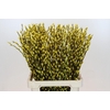 Salix Caprea Snow Flake P. Yellow