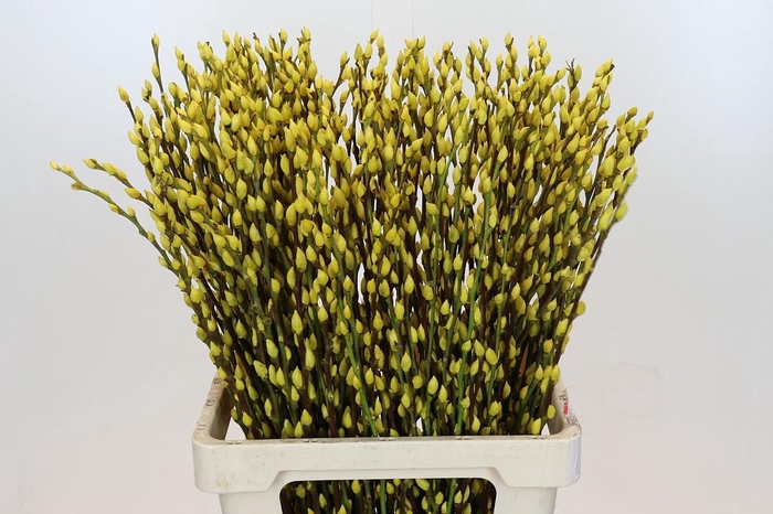 Salix Caprea Snow Flake P. Yellow