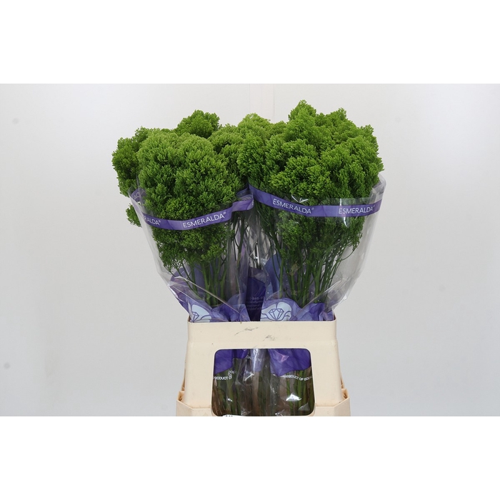 <h4>Trachelium Jade</h4>