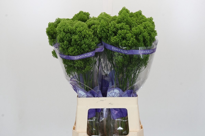 Trachelium Jade