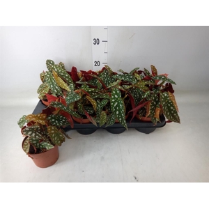 Begonia BD pseudol. 'Silver Spot'