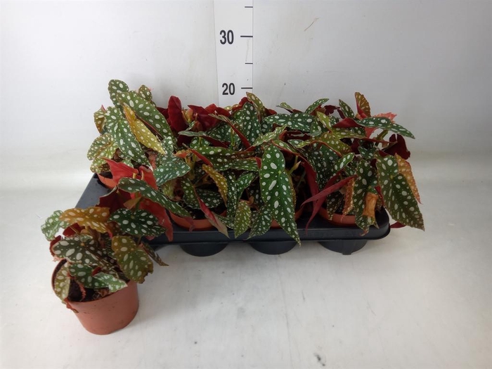 <h4>Begonia BD pseudol. 'Silver Spot'</h4>