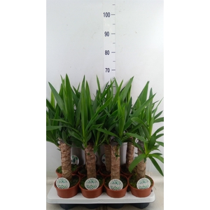 Yucca