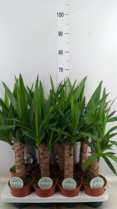 <h4>Yucca</h4>