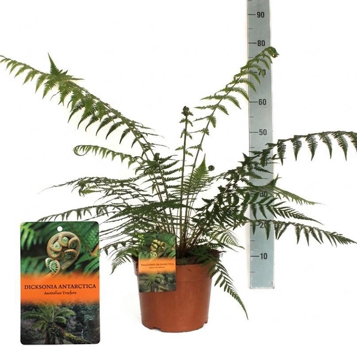 <h4>DICK ANTARCTICA</h4>