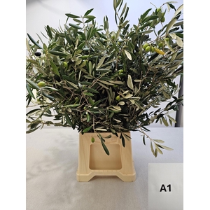 OLEA EUROPAEA PB
