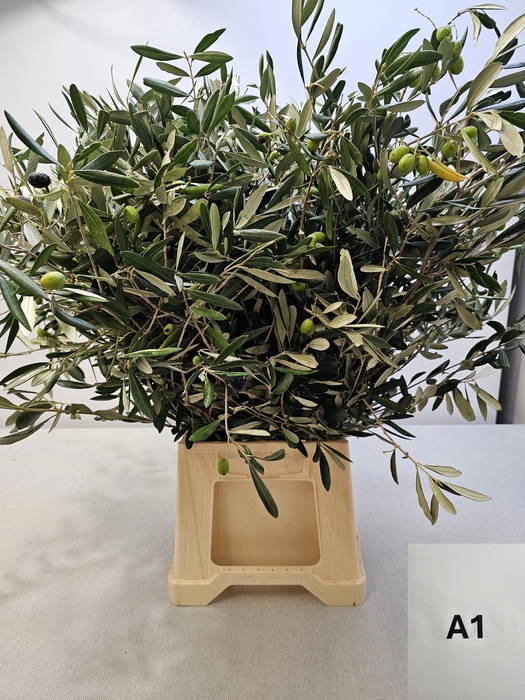 <h4>OLEA EUROPAEA PB</h4>