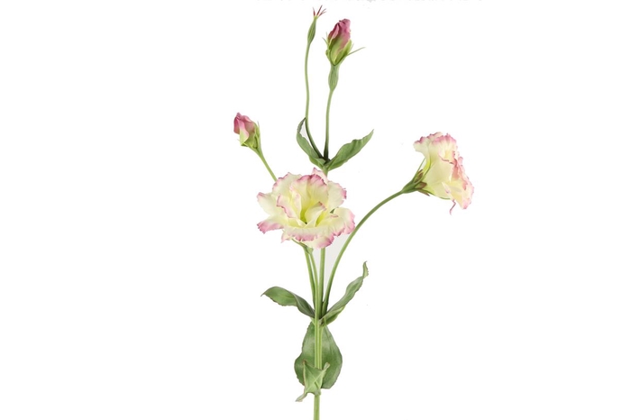 <h4>Af Lisianthus L93cm Wit/paars</h4>