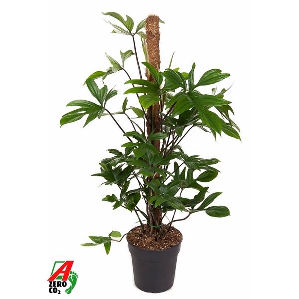 <h4>Philodendron pedatum </h4>