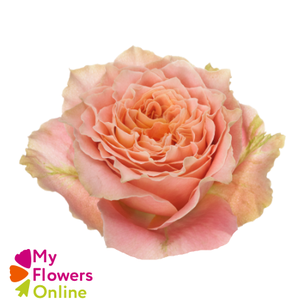 R Gr Country Louis Peach 50cm EC