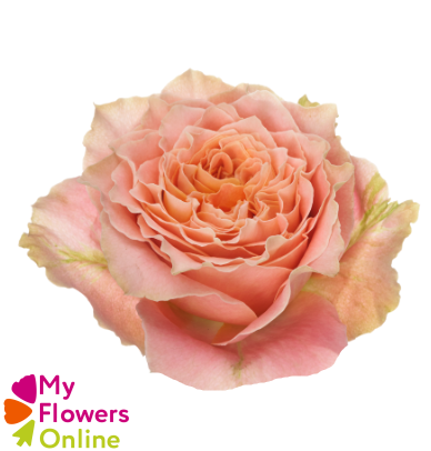 <h4>R Gr Country Louis Peach 50cm EC</h4>