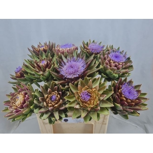 CYNARA SC GREEN GLOB