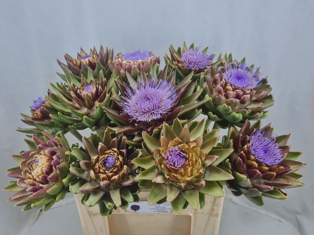 CYNARA SC GREEN GLOB