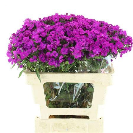 <h4>Di Barb Am Neon Purp</h4>