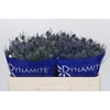 Eryngium Blue Dynamite