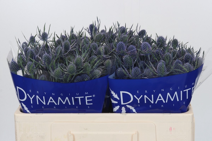 Eryngium Blue Dynamite