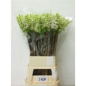 Syr V Mme Fl Stepman