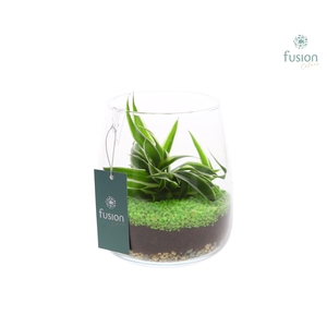 Glazen vaas met Chlorophytum