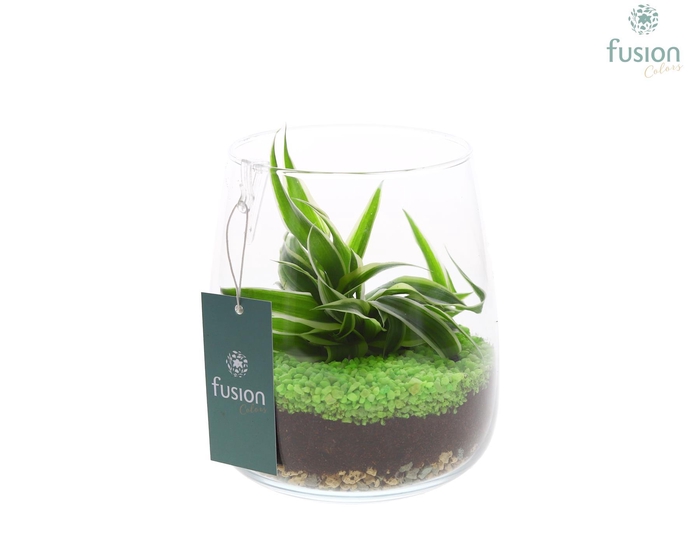 <h4>Glazen vaas met Chlorophytum</h4>