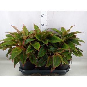 Aglaonema  'Jungle Red'
