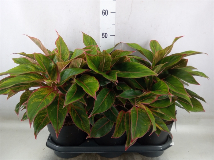 <h4>Aglaonema  'Jungle Red'</h4>
