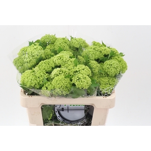 Viburnum Roseum St