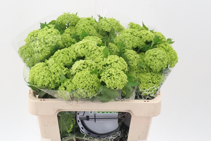 <h4>Viburnum Roseum St</h4>