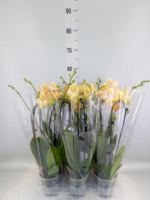 <h4>Phalaenopsis  'Elegant Cascade'</h4>