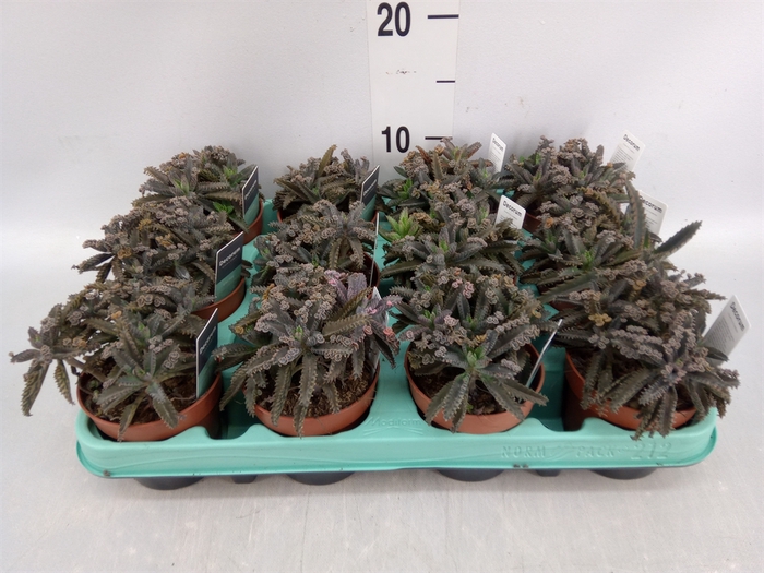 <h4>Kalanchoe NF daigremonti</h4>