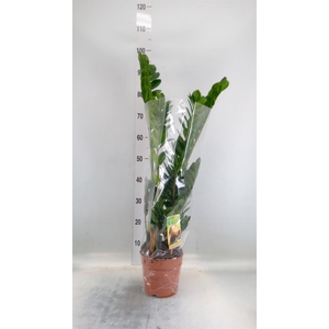 Zamioculcas zamiifolia