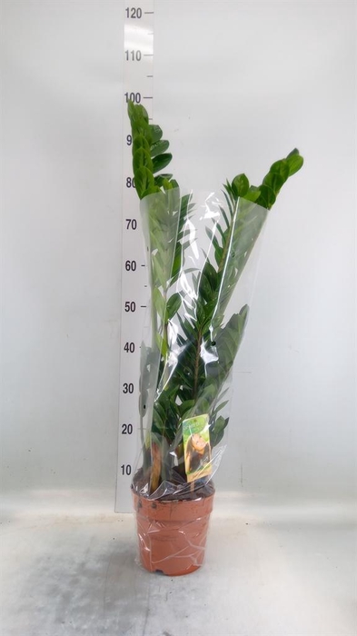 <h4>Zamioculcas zamiifolia</h4>