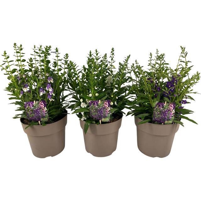 <h4>Angelonia   ...</h4>