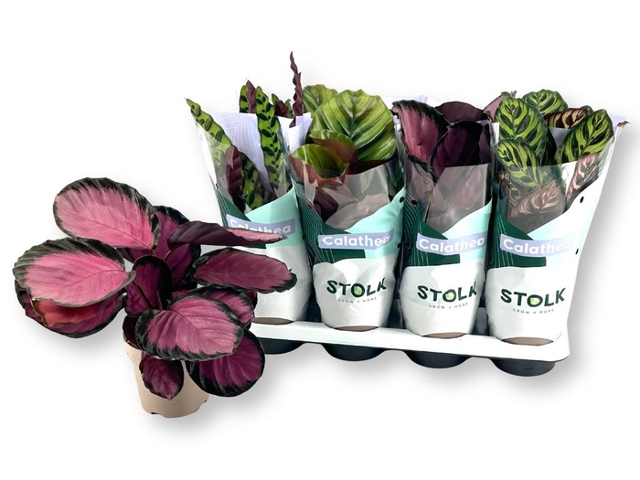 <h4>CALAT GEM 4 SRT</h4>