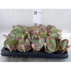 Kalanchoe NF thyrsiflora