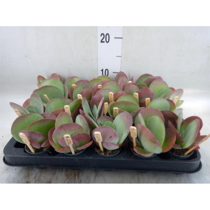 <h4>Kalanchoe NF thyrsiflora</h4>