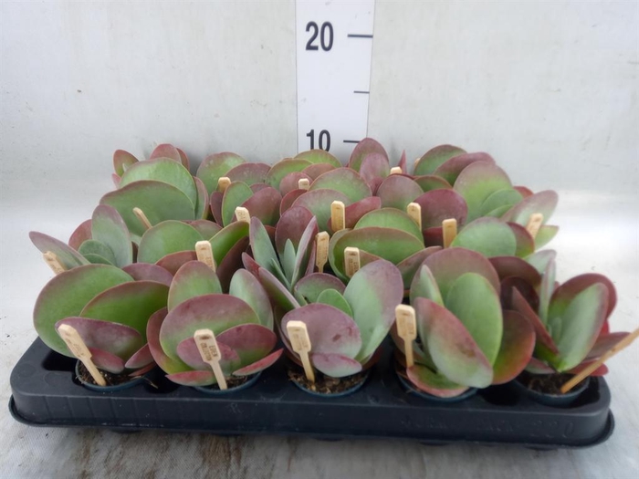 Kalanchoe NF thyrsiflora