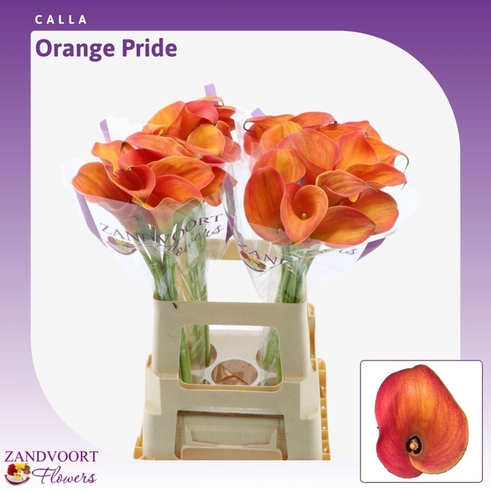 <h4>Calla Orange Pride</h4>