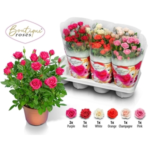 ROSA  'BOUTIQUE ROSES'   ...MIX 14C