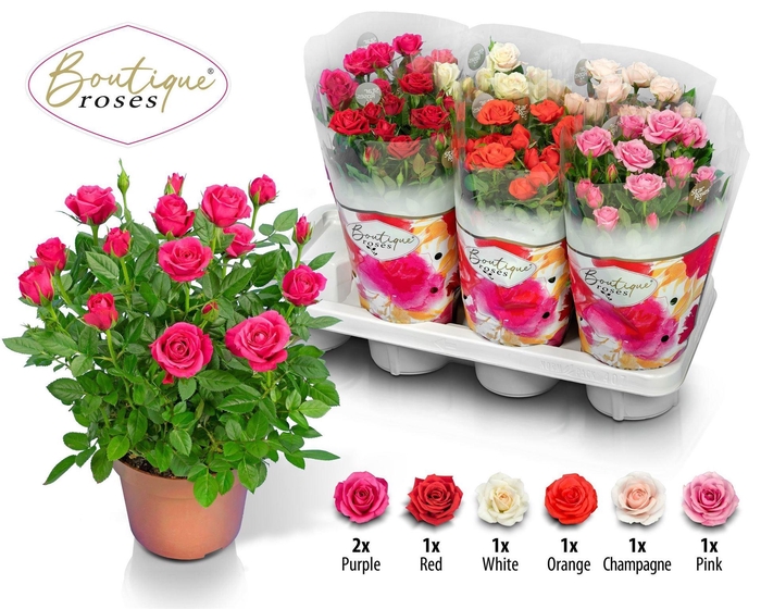 <h4>ROSA  'BOUTIQUE ROSES'   ...MIX 14C</h4>