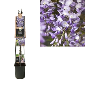 Wisteria sinensis 'Prolific' +3.0 label