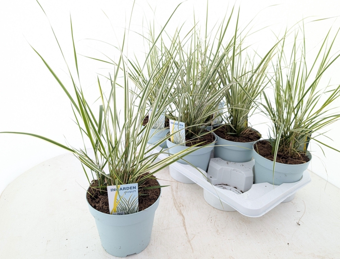 <h4>CALAMA AC OVERDAM</h4>