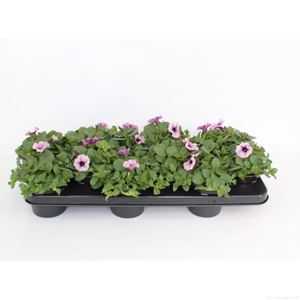 Petunia Sweetunia Purple Vein