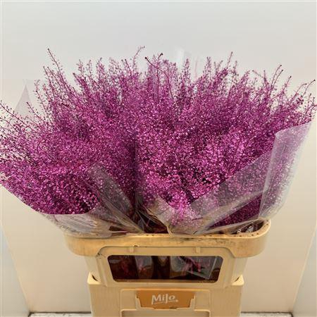 <h4>Lep Klb Fuchsia</h4>