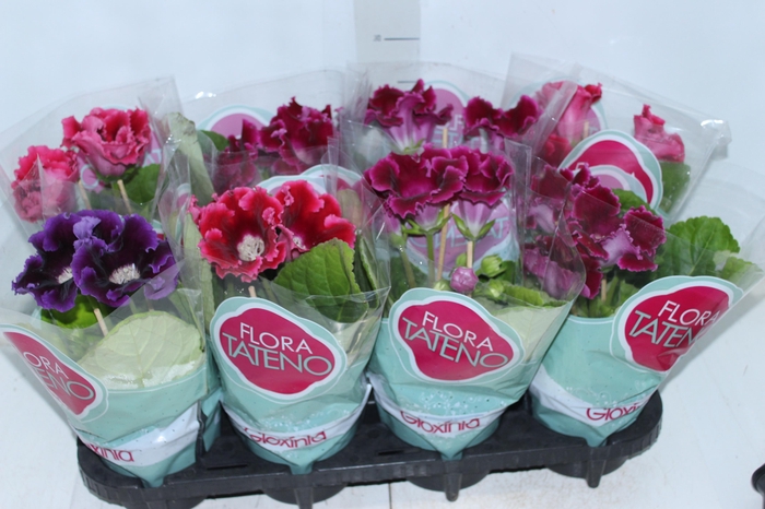 <h4>GLOXINIA P14</h4>