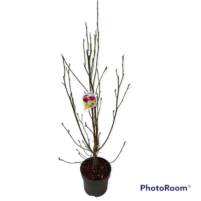 <h4>Magnolia   ...</h4>