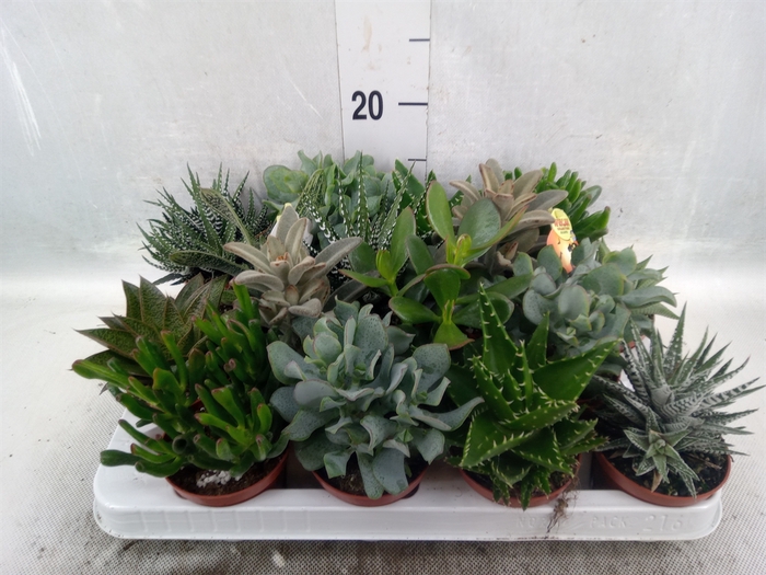 <h4>Crassula   ...mix</h4>