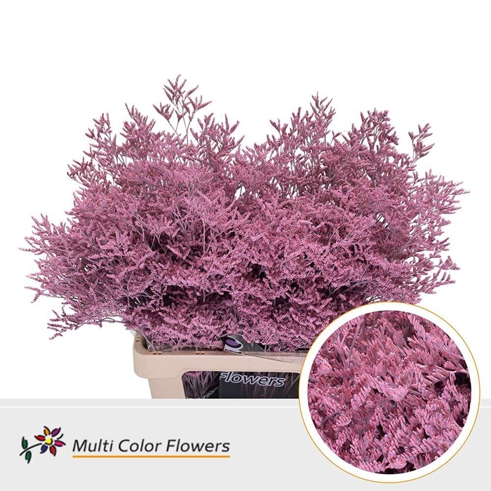 <h4>Limonium Colored ROSE LIGHT</h4>