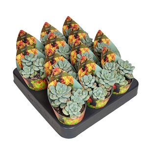 Sedum Clavatum Potcover