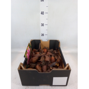 Flowerbulbs, corns or tubers   ...